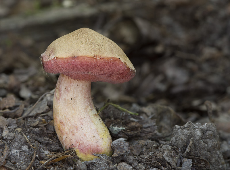 Rubinoboletus rubinus